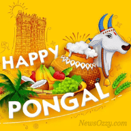 happy Pongal WhatsApp dp