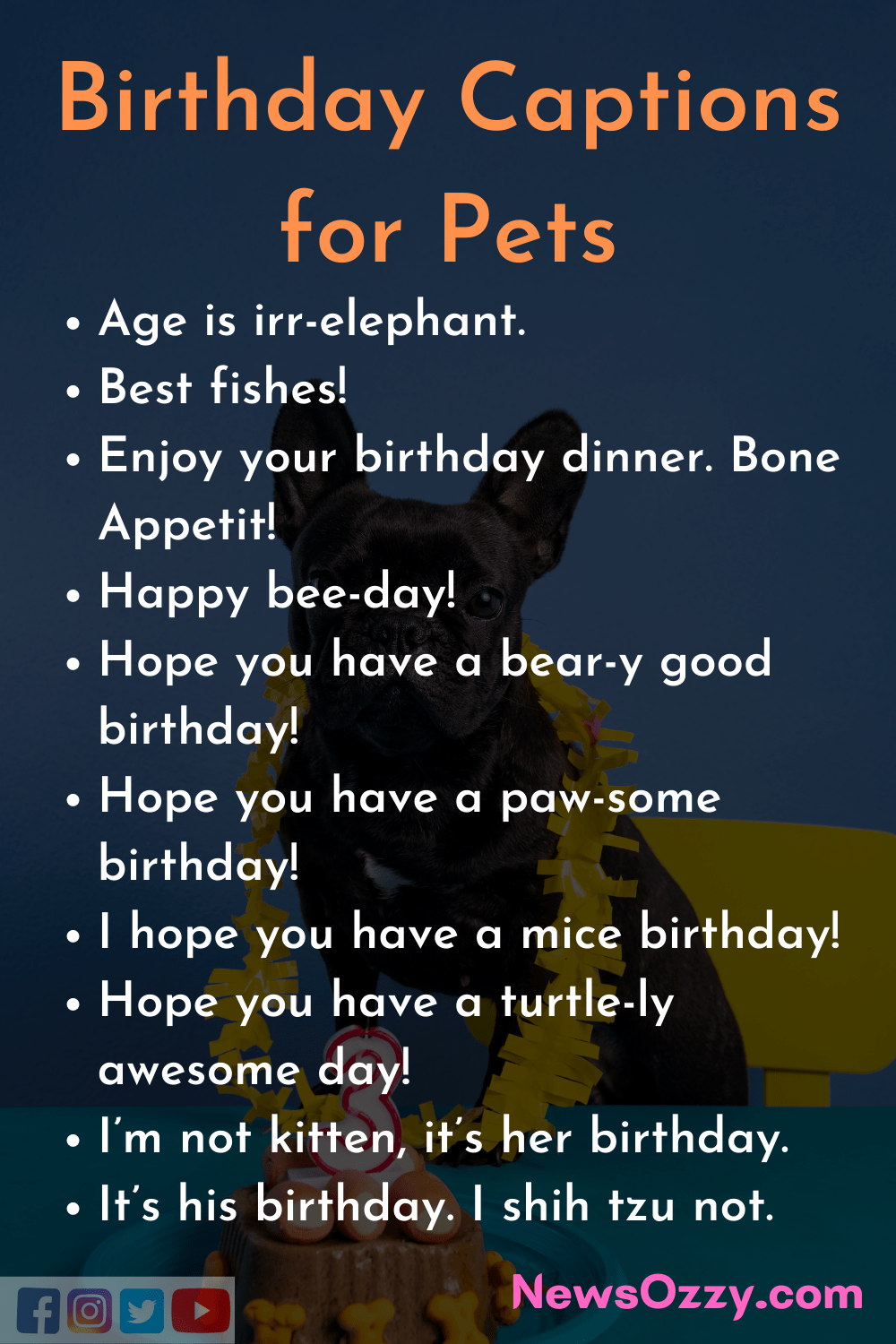 Birthday captions for pets
