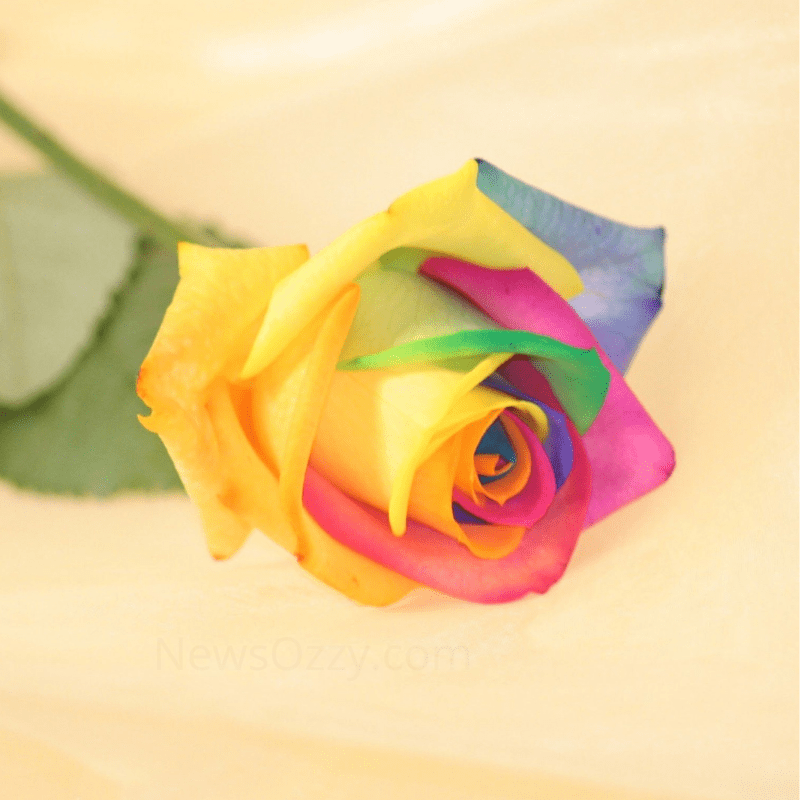 Beautiful Rose Images for Whatsapp DP