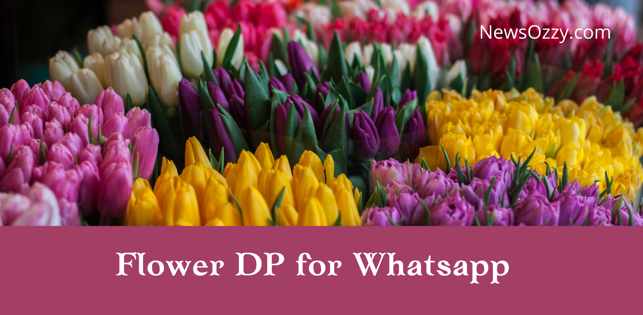 Flower DP for whatsapp