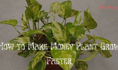 How to Make Money Plant Grow Faster
