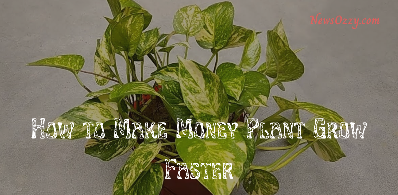 How to Make Money Plant Grow Faster