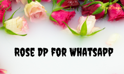 Rose DP for Whatsapp