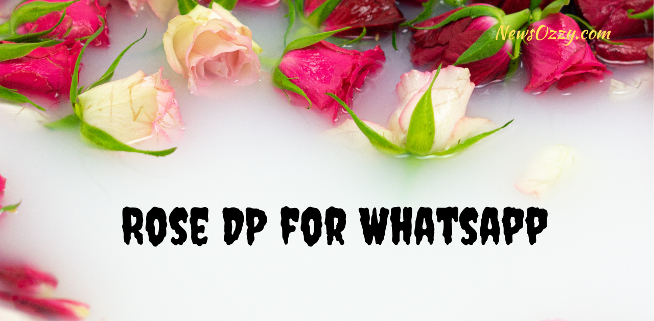 Rose DP for Whatsapp