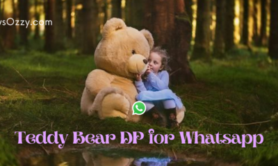 Teddy Bear DP for Whatsapp