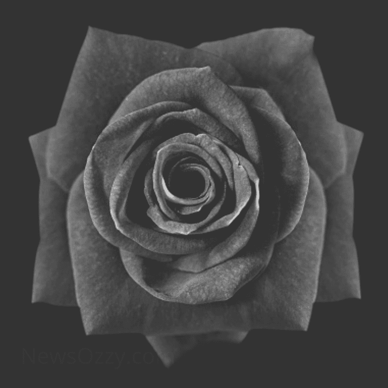 black rose flower