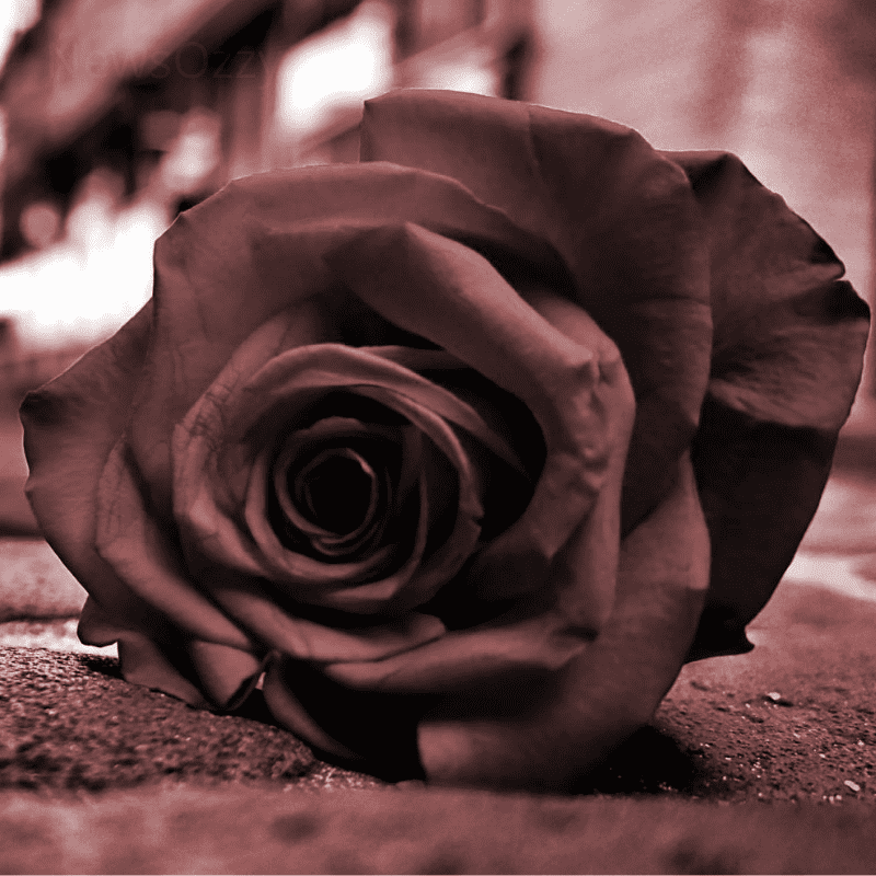 black rose sad wallpaper