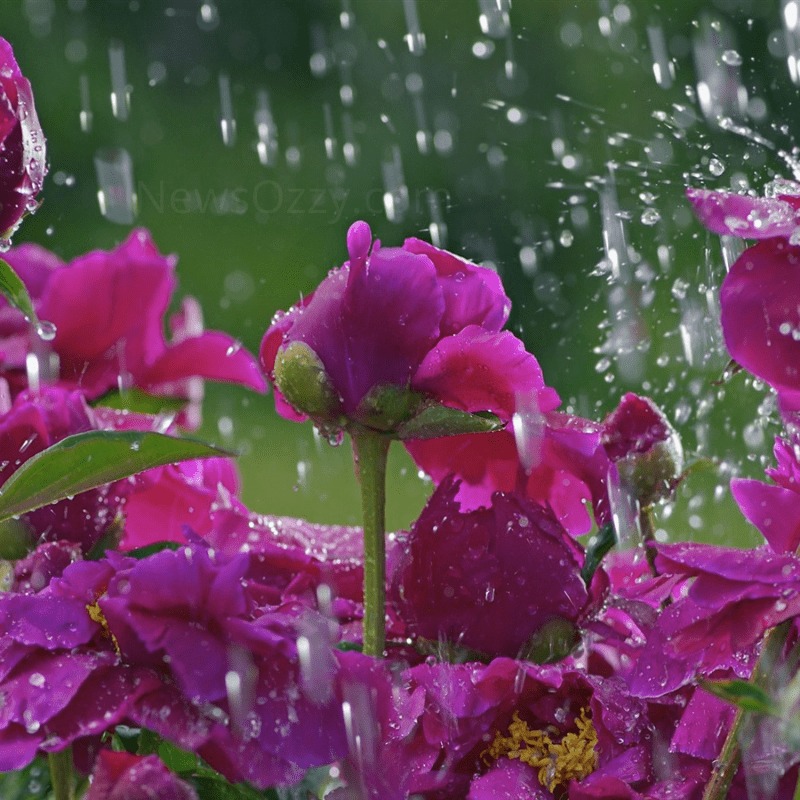 flower images with rain drops