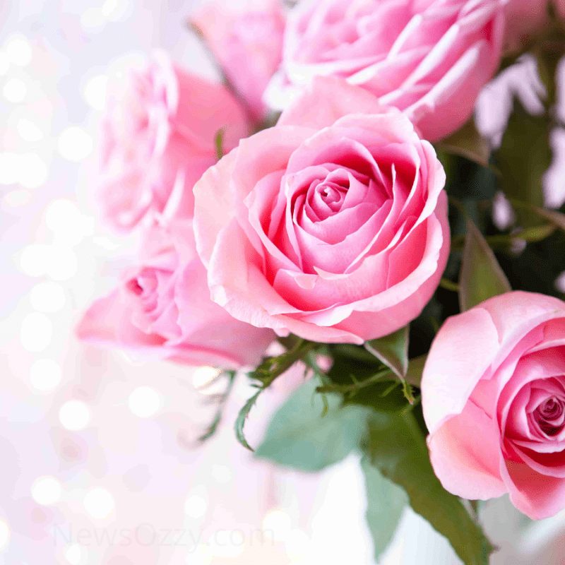 light pink rose images