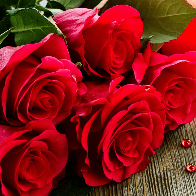 love rose image hd