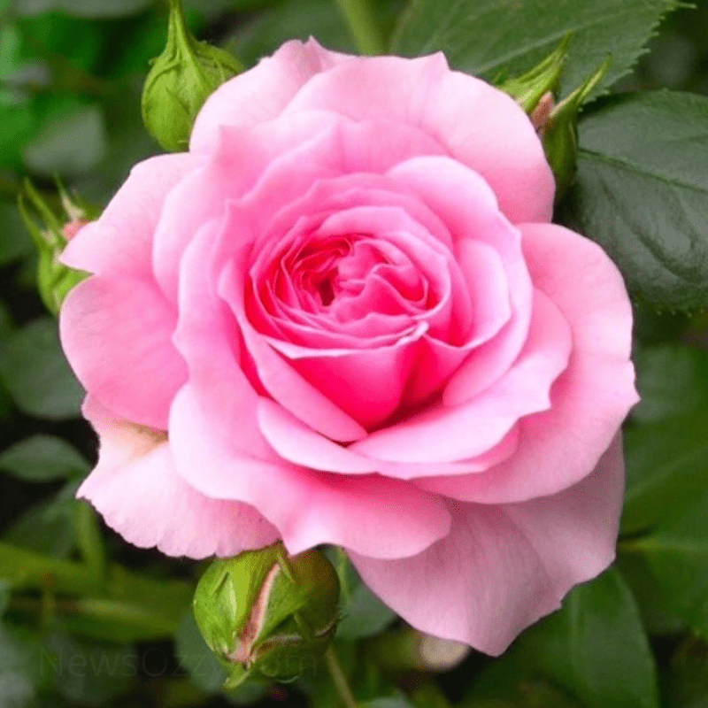 pink rose images for whatsapp dp