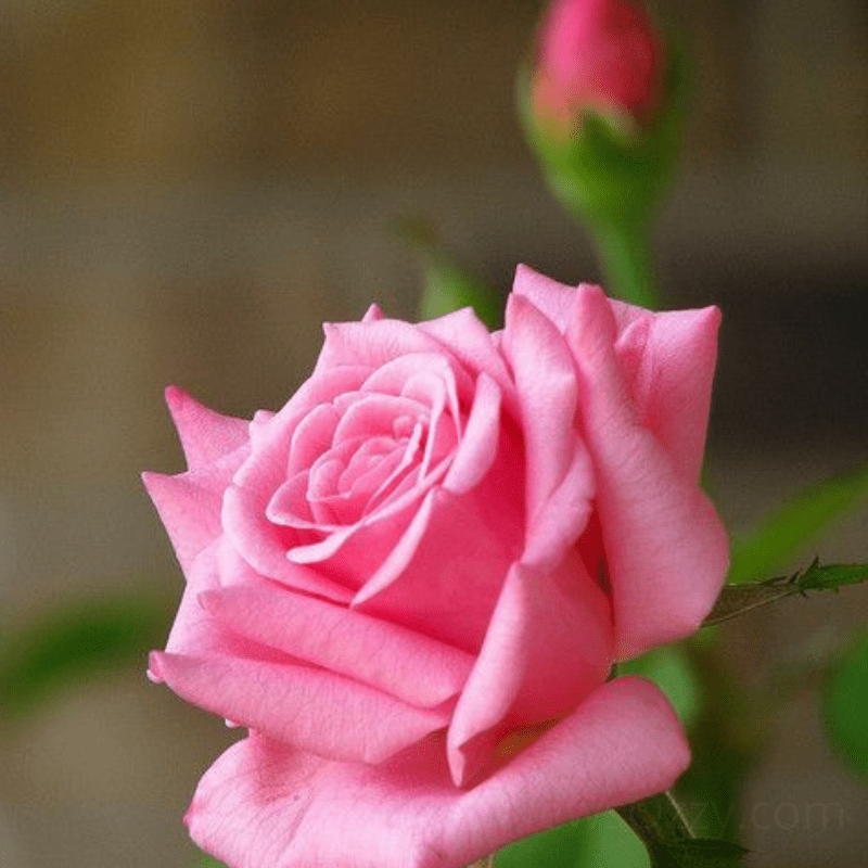 pink rose images