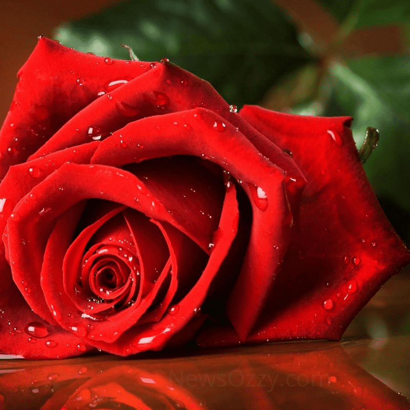 red rose flower for whatsapp dp