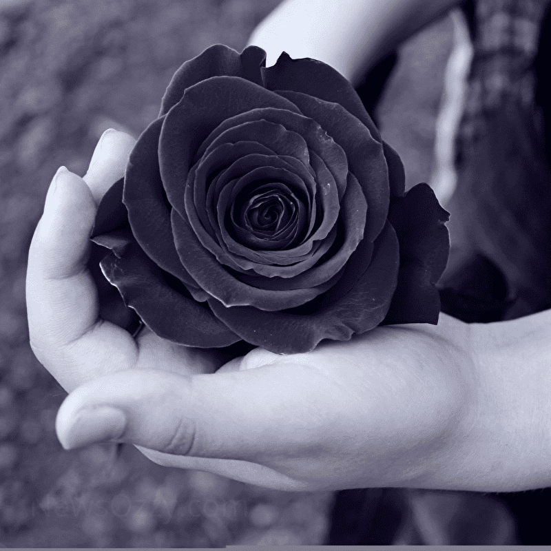 rose black wallpaper