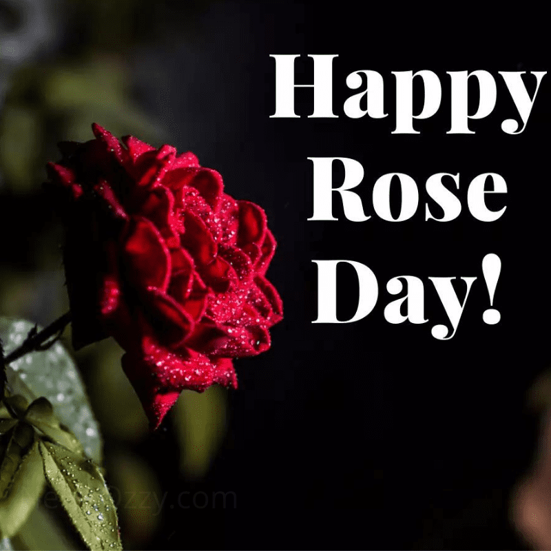 rose day dp for whatsapp