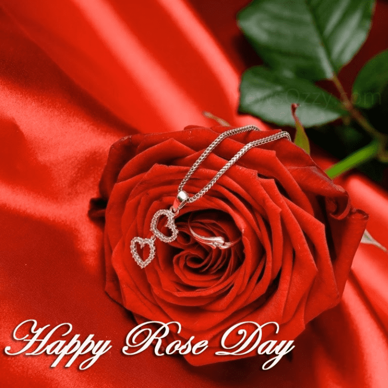rose day images for whatsapp dp