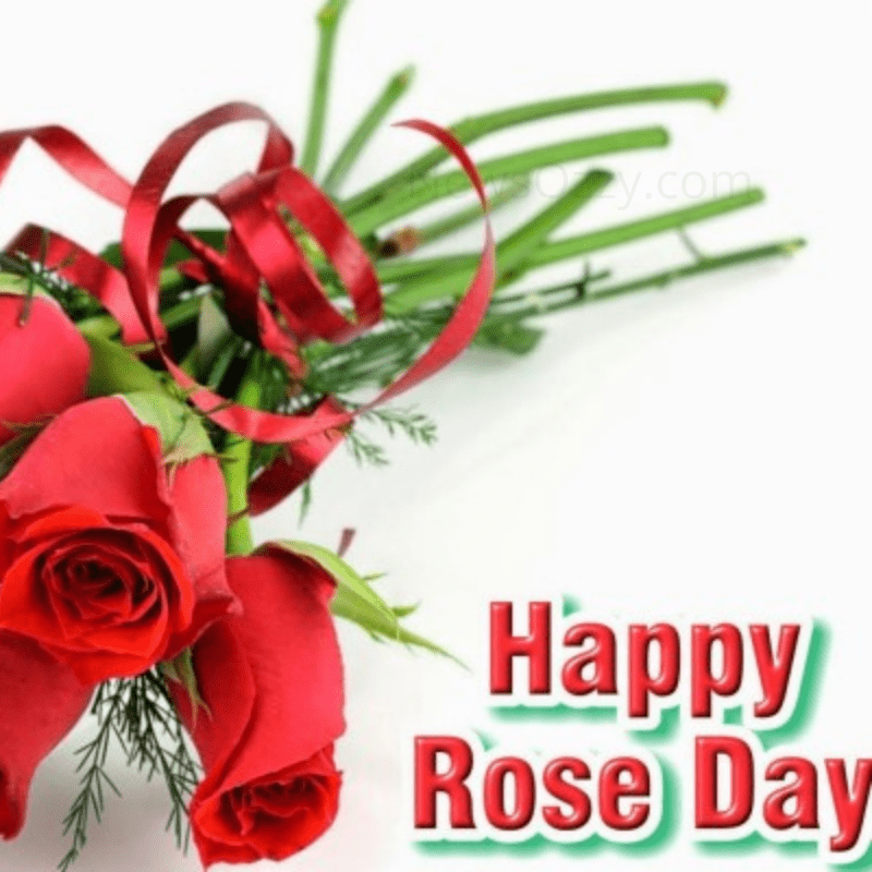 rose day red rose dp for whatsapp