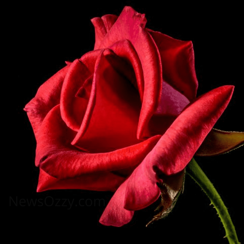 rose flower images for whatsapp dp download