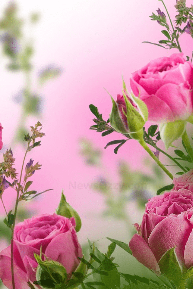 live pink background wallpaper whatsapp themes