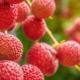 cropped-5-Beauty-Benefits-Of-Eating-Litchis.png